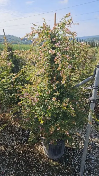 Abelia 'Edward Goucher'®™ Clt Cono
