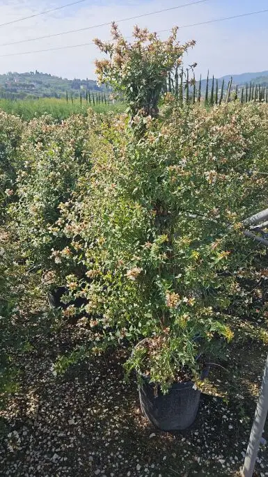 Abelia grandiflora Clt Cono