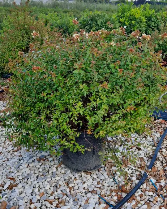 abelia_grandiflora_prostrata_c25_50-60.jpg