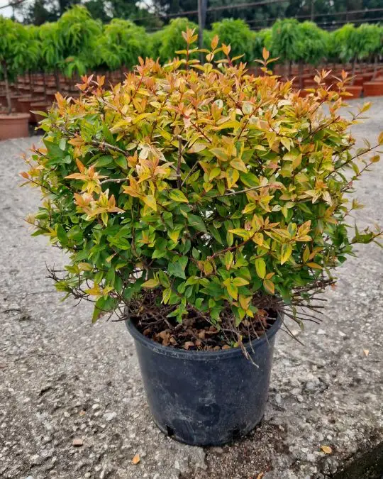 Abelia grandiflora ‘Kaleidoscope’ ® Clt