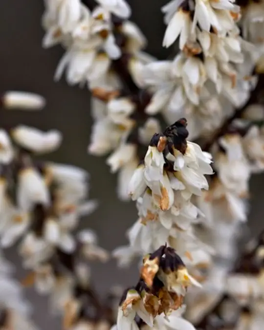 Abeliophyllum distichum-SKU8