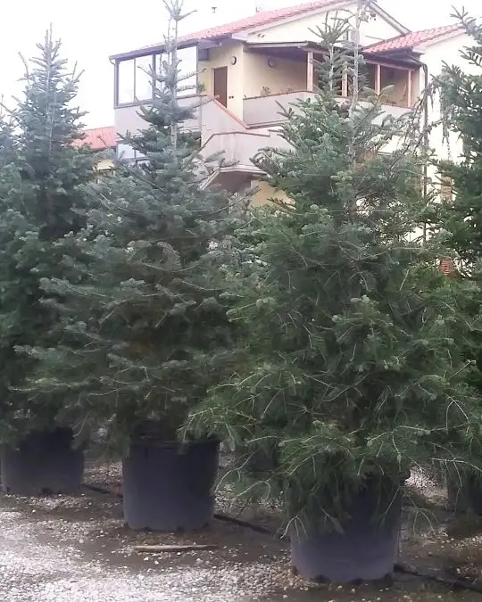 Abies concolor