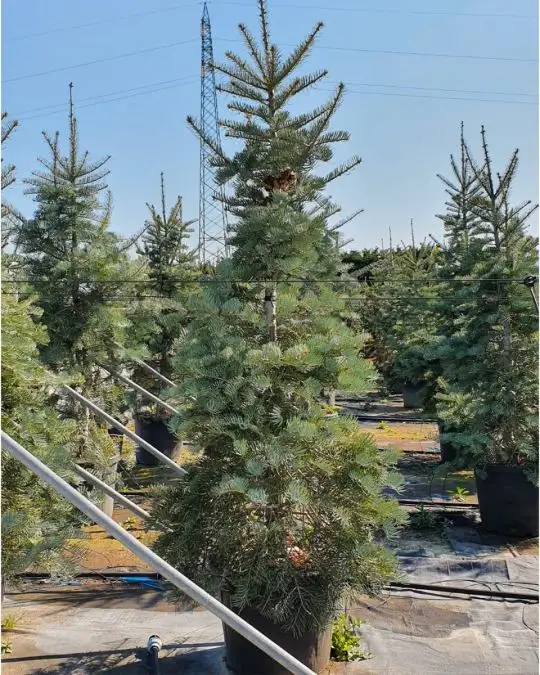 Abies concolor 'Glauca'