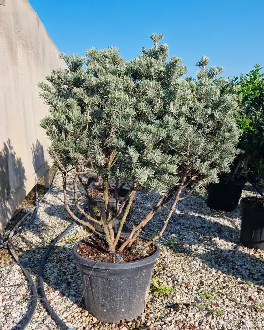 Abies concolor ‘Glauca’ Clt Mini Paracadute