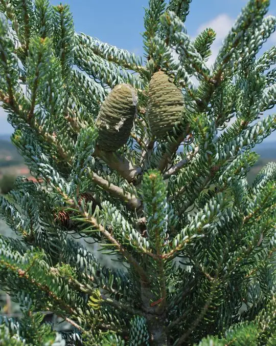 Abies koreana 'Silberlocke'
