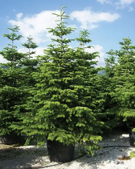Abies nordmanniana