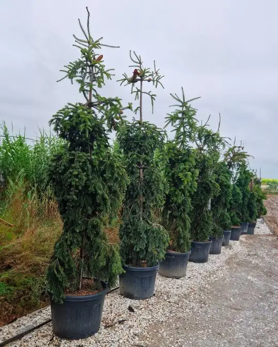 Abies nordmanniana pendula