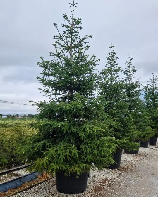 Abies pinsapo vaso