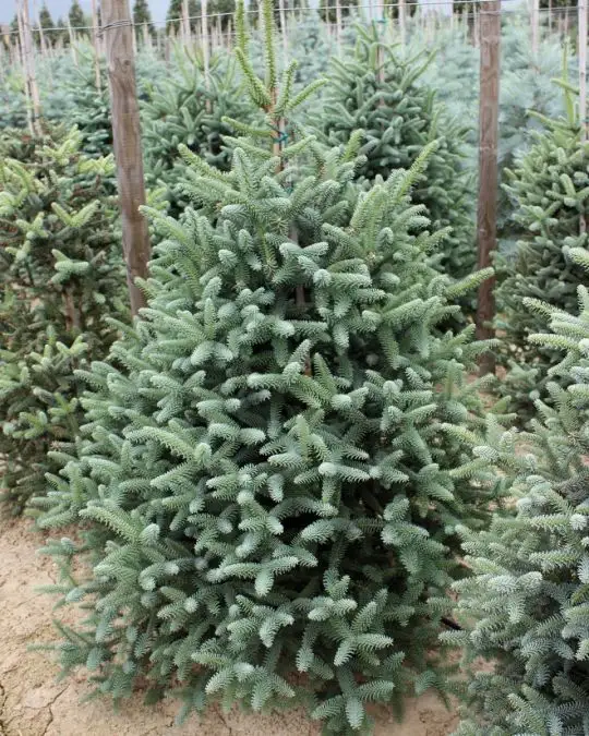 Abies pinsapo 'Glauca' zolla