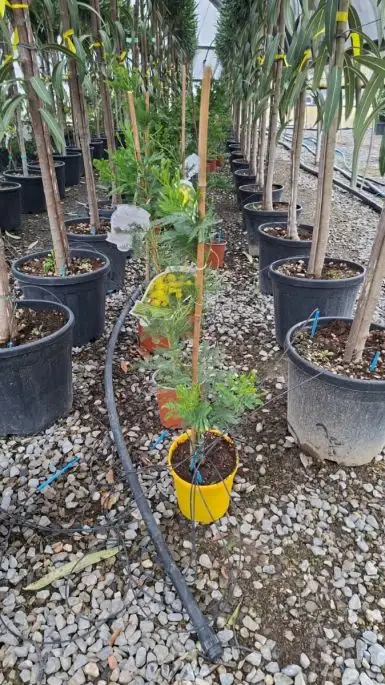 Acacia decurrens 'Bon Accueil'