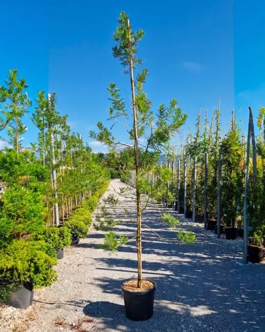 Acacia dealbata innesto ramificata