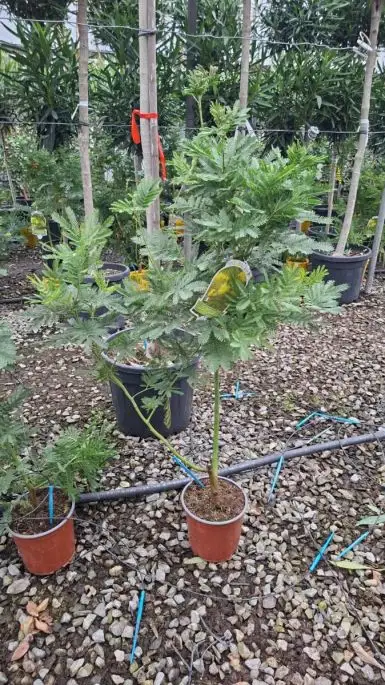 Acacia dealbata 'Les Gaulois'