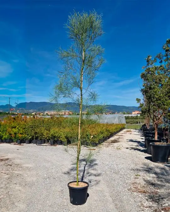 Acacia retinoides ramificata