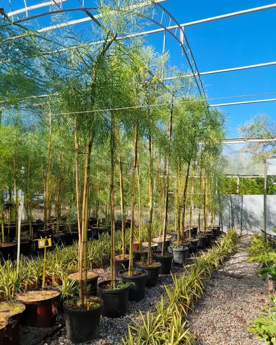 Acacia retinoides alto fusto