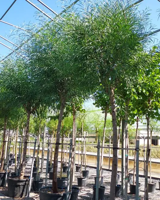 Acacia saligna vaso alto fusto