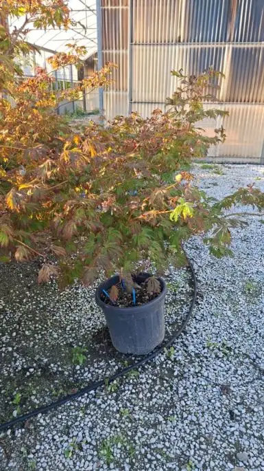 Acer japonicum 'Aconitifolium' vaso cespuglio