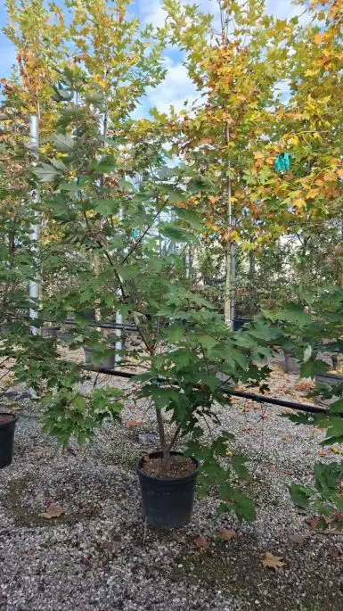 Acer freemanii 'Autumn Blaze' ® vaso cespuglio