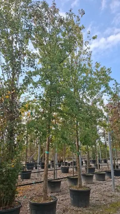 Acer buergerianum alto fusto vaso