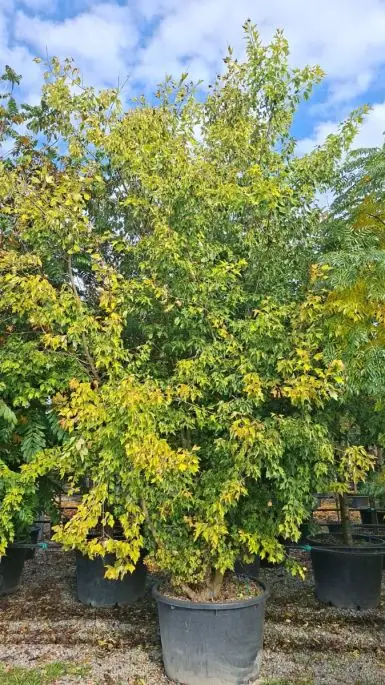 Acer buergerianum ceppaia