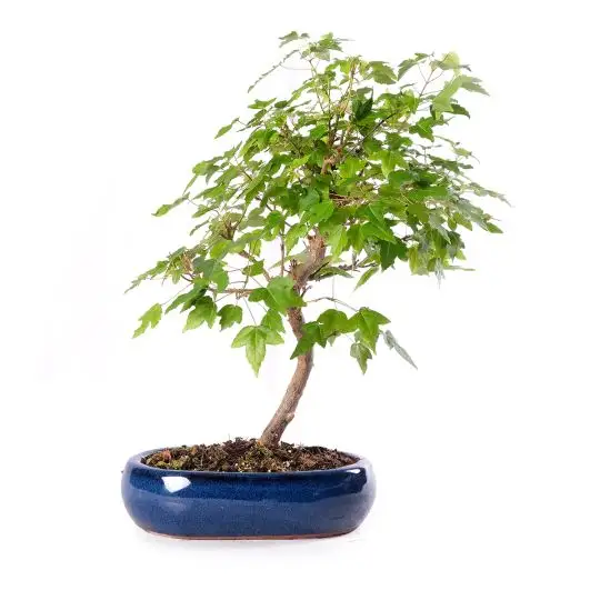 Acer buergerianum Vaso bonsai Eretto Informale