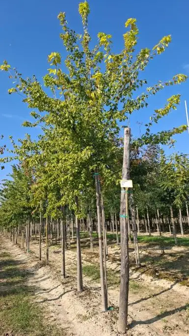 Acer buergerianum alto fusto zolla