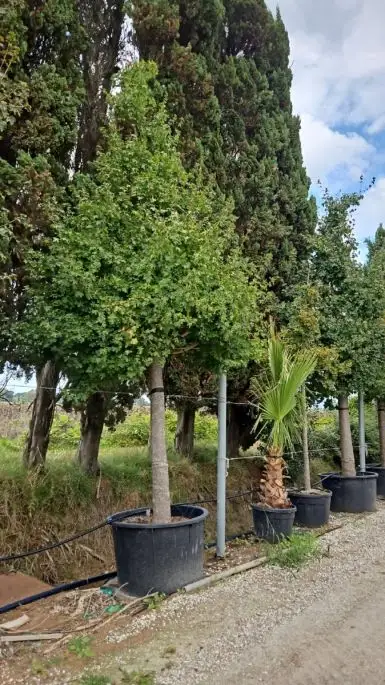 Acer campestre alto fusto vaso