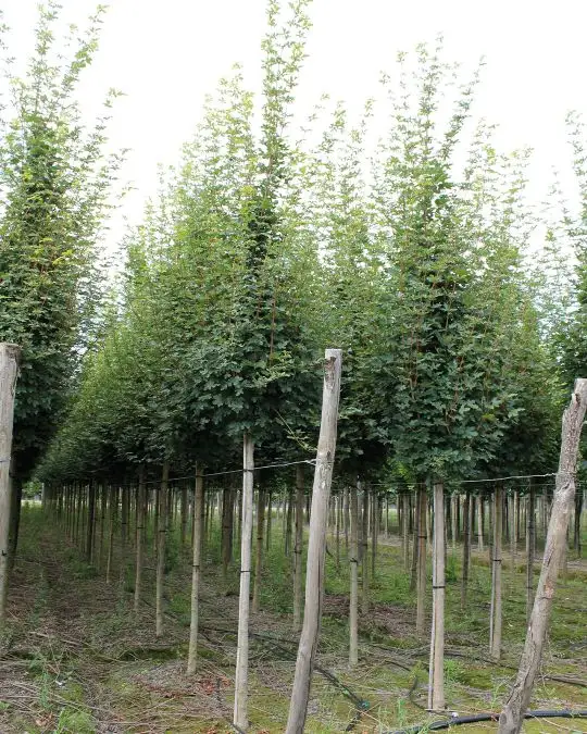 Acer campestre 'Elsrijk' zolla alto fusto