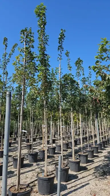 Acer campestre 'Elsrijk' vaso alto fusto