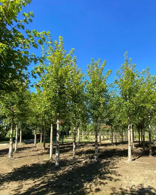 Acer cappadocicum 'Rubrum' zolla alto fusto-SKU41-b_new