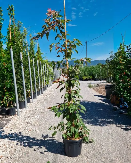 Acer conspicuum 'Red Flamingo' vaso cespuglio