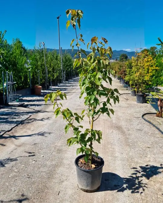 Acer davidii vaso cespuglio