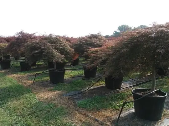 Acer palmatum 'Dissectum Inaba Shidare' 1/2 fusto