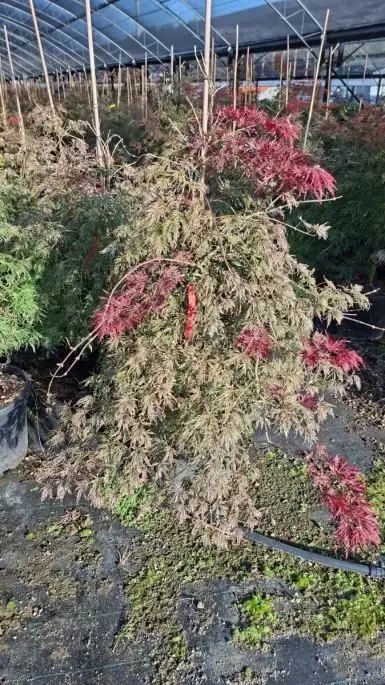 Acer palmatum 'Dissectum Inaba Shidare' vaso cespuglio