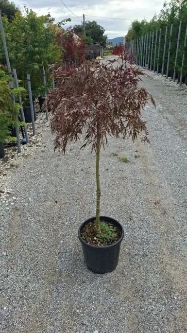 Acer palmatum 'Dissectum Stella Rossa' 1/2 fusto-SKU70