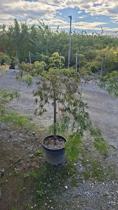 Acer palmatum 'Dissectum Viridis' 1/2 fusto
