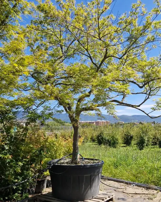 Acer palmatum 'Dissectum Emerald Lace' 1/2 fusto