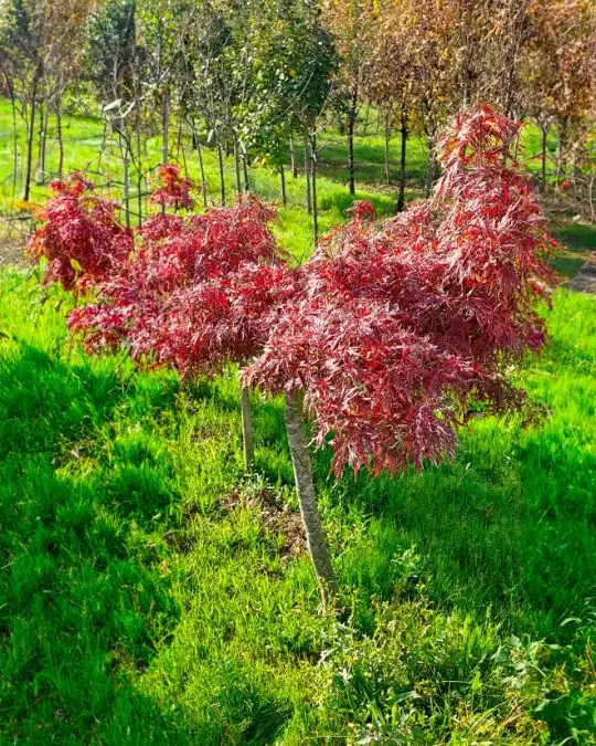Acer palmatum 'Dissectum Ever Red' (p. d. 'Nigrum') 1/2 fusto zolla