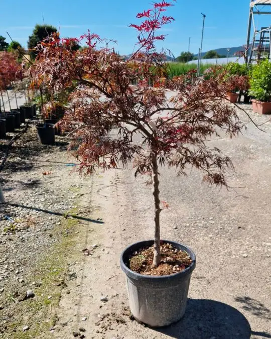 Acer palmatum 'Dissectum Garnet' 1/4 fusto-SKU88-1