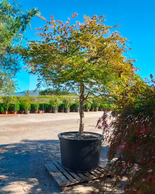 Acer palmatum 'Dissectum Green Globe' 1/2 fusto