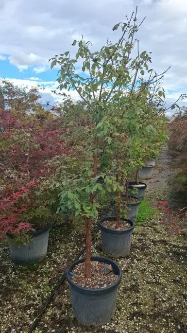 Acer griseum vaso