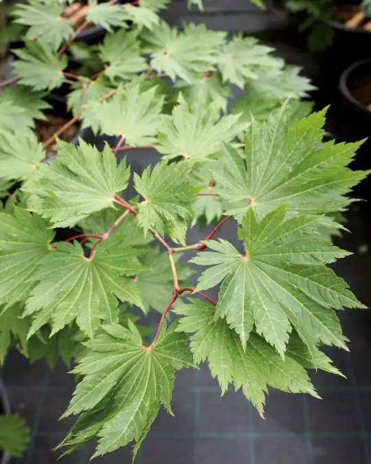 Acer japonicum 'Vitifolium' vaso cespuglio