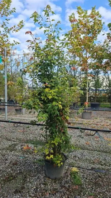 Acer monspessulanum vaso cespuglio