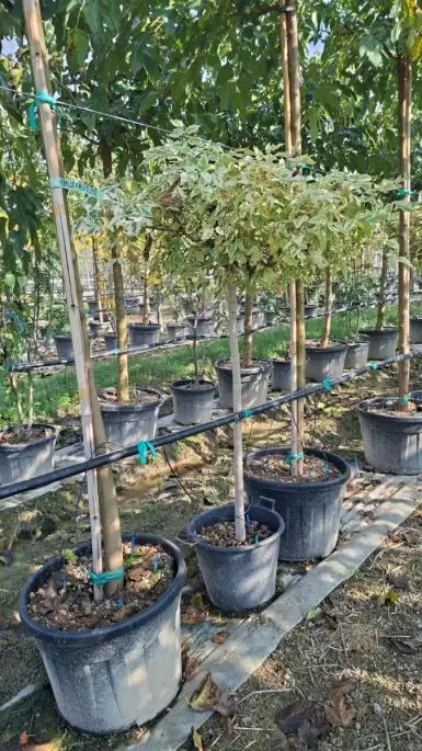 Acer negundo 'Variegatum' vaso 1/2 fusto