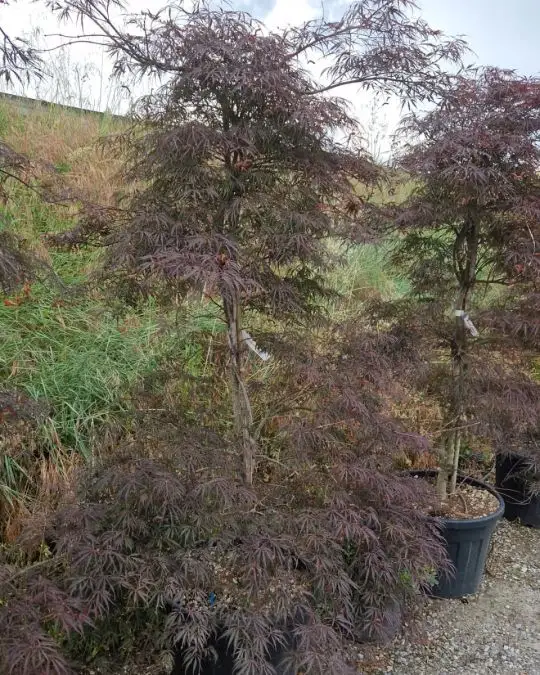 Acer palmatum 'Dissectum Inaba Shidare' vaso fontana