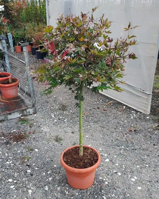 acer_palmatum_atropurpurea_1-2f.jpg