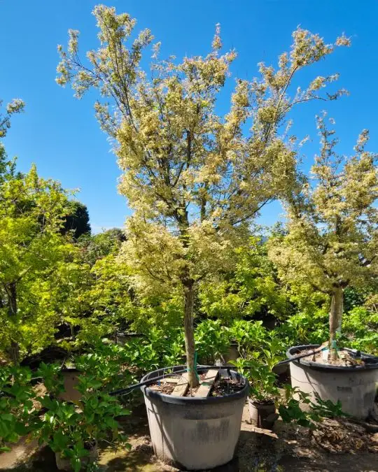 Acer palmatum 'Butterfly' 1/2 fusto