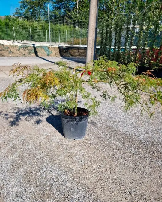 Acer palmatum 'Dissectum Viridis' 1/4 fusto