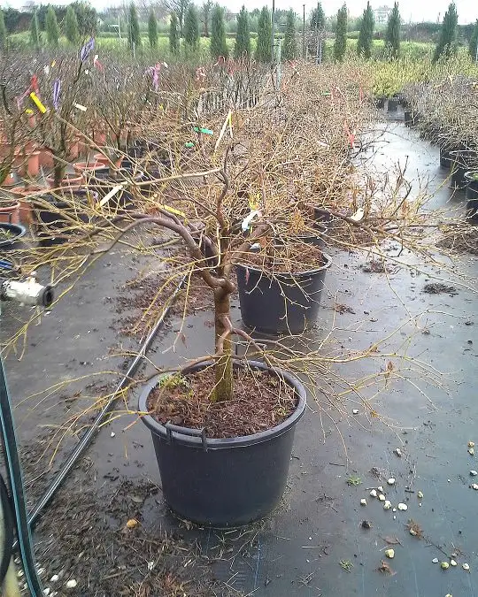 acer_palmatum_dissectum_atropurpureum_p._d._ornatum.jpg