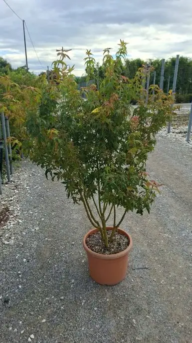 Acer palmatum ciotola paracadute