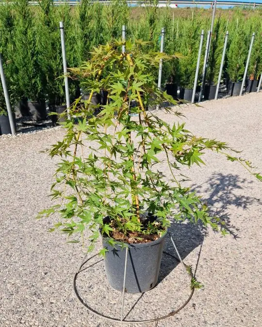 Acer palmatum 'Ryusen' 1/4 fusto